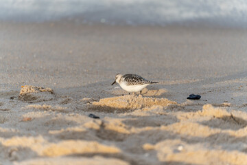 A small sanderling Calidris alba explores sandy ridges along the shoreline. Gentle morning light enhances the textures.