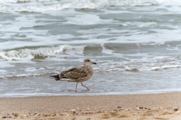 The young herring gull Larus argentatus strides confidently along the wet beach. Waves roll gently in the background.