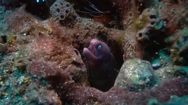 White Eyed Moray Eel