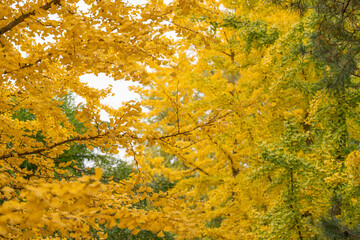 A canopy of Ginkgo biloba leaves glows in warm yellow hues. The dense foliage forms a natural golden tunnel of autumn color.
