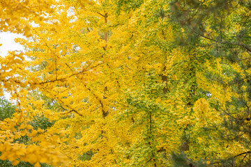 Golden Ginkgo biloba leaves fill the frame, creating a dense yellow wall of autumn foliage. A...
