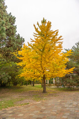 Fototapeta premium Tall Ginkgo biloba tree in full golden-yellow foliage surrounded by pines and garden furniture. The scene captures calm autumn elegance.
