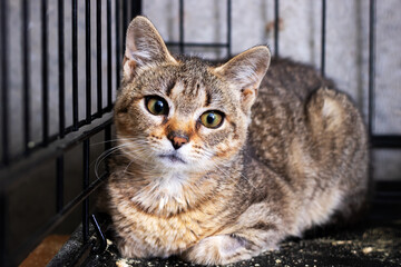 Tabby Cat in Shelter Cage — Close-Up Portrait of a Domestic Feline