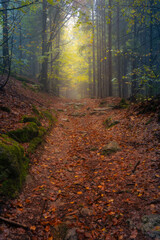 Fantasy and dark forest road during a foggy morning with the best mystic atmosphere in the north of Bohemia, in Jizera mountains. View like from a fairy tale.