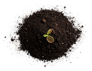Small sprout in dark soil pile