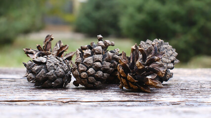 Three natural pine cones on weathered wooden surface with blurred green garden background, autumn...