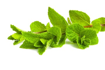 Mint branches with lush green foliage arranged on white.