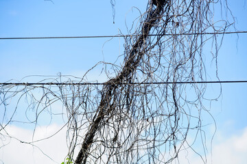 Twisted Vines Entangled on Power Lines Against Clear Blue Sky