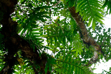 Fototapeta premium Lush Green Tropical Foliage with Ferns and Tree Branches in Canopy