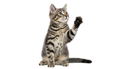 Tabby kitten, sitting with one paw raised playfully, isolated on white or transparent background. PNG