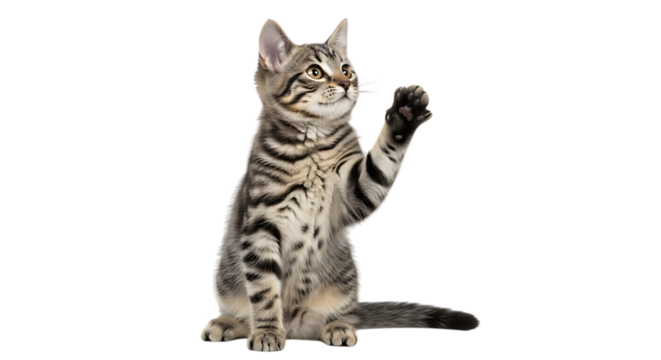 Tabby kitten, sitting with one paw raised playfully, isolated on white or transparent background. PNG