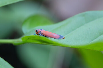 Macro of a Small Red and Black Insect on a Green Leaf
