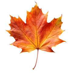 Vibrant autumn maple leaf with red orange and yellow hues isolated on transparent background