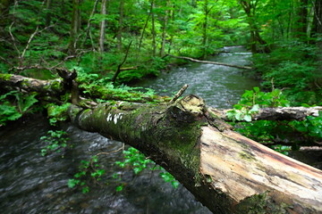 奥入瀬渓谷（青森県）