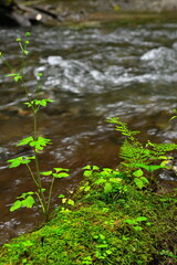 奥入瀬渓谷（青森県）