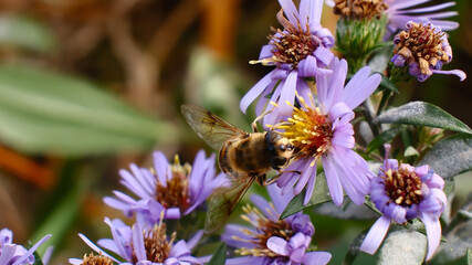 Honey bee feeding on vibrant purple aster flowers, macro nature photography of autumn pollination