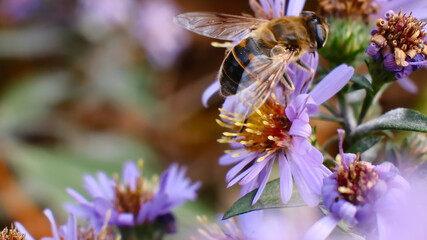 Honey bee feeding on vibrant purple aster flowers, macro nature photography of autumn pollination