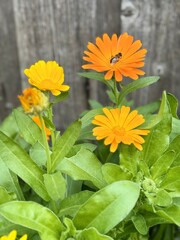 Bright orange and yellow calendula flowers blooming in a garden, with a bee collecting nectar on one of the blossoms.
