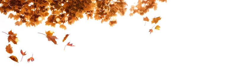 Autumn leaves falling from a tree. Colorful autumn foliage on white isolated with golden bokeh. Suitable for seasonal nature backgrounds.