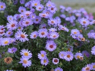 Fototapeta premium Blooming purple Michaelmas daisies (Aster novi-belgii) in a garden, with numerous small flowers creating a vibrant and dense floral display.