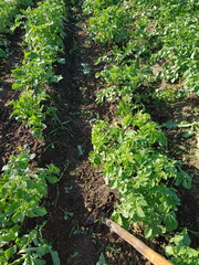 Lush green potato plants line fertile garden soil. A trusty hoe stands ready for cultivation, promising a bountiful harvest of fresh organic spuds on this sunny farm field