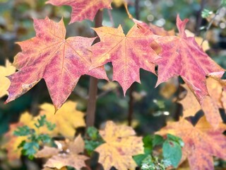 Close-up of maple leaves turning shades of pink, orange, and gold in autumn sunlight, highlighting the gentle transition of seasonal colors.