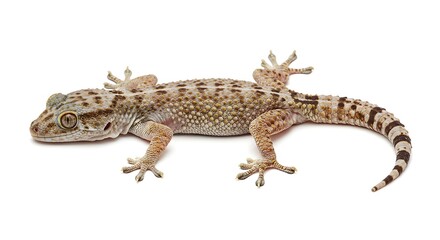 Close up of a gecko lizard on a clean white background