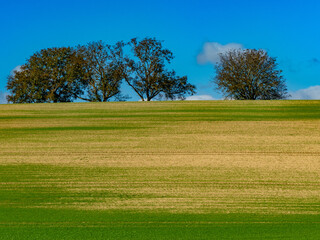 Baumgrundstück im Herbst