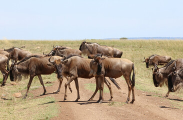Closeup of Wildebeest crossing a track near the Tanzania border, Masai Mara Kenya Africa
