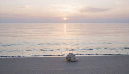 Shell on the ocean beach