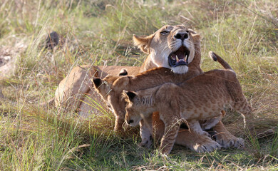 Two Lion cubs rubbing against their mother, Masai Mara Kenya Africa
