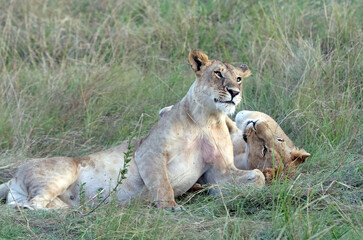 Two Lionesses relaxing in the early evening, Masai Mara Kenya Africa

