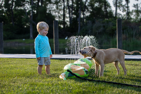 Child watching his dog playing in a sprinkler