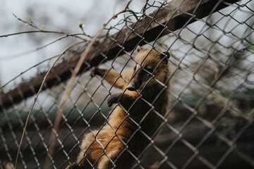 Brown coati hangs to wire mesh under overcast lighting, showcasing wildlife in captivity.