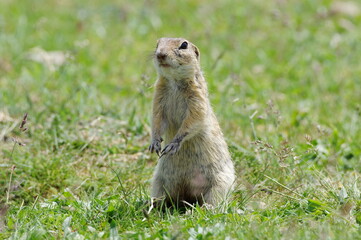Spermophilus citellus. European ground squirrel
