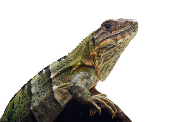 Close up photo of a Spiny tailed iguana, Spiny tailed iguana on transparent background