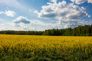 Vast golden field of blooming canola under a brilliant blue sky with fluffy clouds. A sprawling expanse of vibrant yellow flowers stretches towards the distant green forest