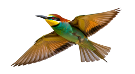 Colorful Bee- Eater Bird in Flight bee-eater wildlife