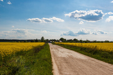 Rural dirt road cutting through a vast, bright yellow rapeseed field under a sunny blue sky with...