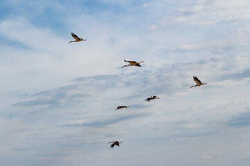 A group of elegant storks gracefully taking to the skies. Wings widespread, these big birds glide against a soft, cloudy backdrop, showcasing their aerial prowess and freedom