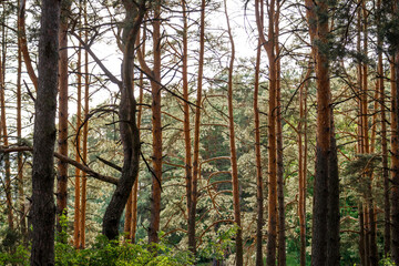 Obraz premium Tall, rugged pine trees stand proudly in a dense forest. Sunlight filters through the canopy, highlighting their warm, textured trunks, creating a serene natural vista