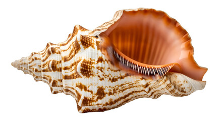 Obraz premium Detailed Sea Shell with Orange and White Pattern Keywords: seashell, conch, marine, ocean