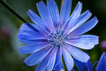 Common chicory of blue colour. Small white crystals resembling frost are visible on the petals and stamens. Macro shot.