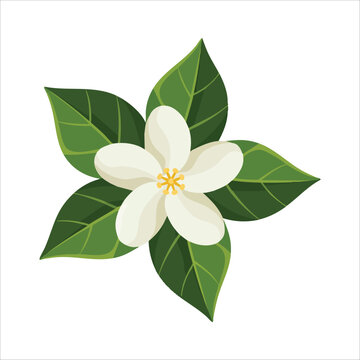 white jasmine blossom with green leaves vector art isolated on white background