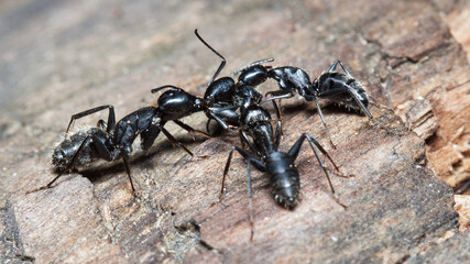 black ant on the ground