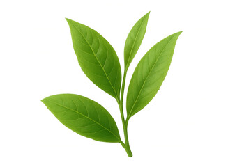 Green tea leaves sprig showing freshness and natural botanical detail on transparent background
