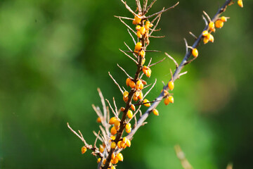 healthy sea buckthorn berries on a branch