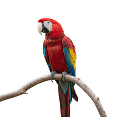 Obraz premium macaw parrot isolated on transparent background
