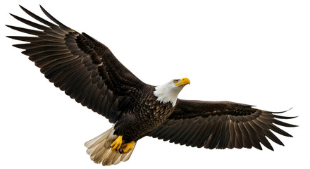 Fototapeta premium Bald Eagle in Flight with Wings Spread Wide bird flying
