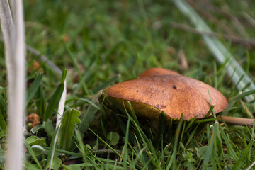 Close-up of an edible Suillus mushroom with a brown cap growing in green grass in a pine forest. The photo is taken from a slightly top and side angle, showing the yellow pores under the cap